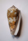 Conus Magus Assimilis - Coquillages