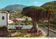 Islas Canarias > Tenerife - Icod Of The Wines Cpm 1980 ( ͡♥ ͜ʖ ͡♥) ♥ - Tenerife