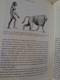 Delcampe - La Especie Elegida. La Larga Marcha De La Evolución Humana. Juan Luís Arsuaga Y Ignacio Martínez. 1999. 359 Pp. - Cultural