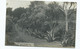 Postcard Rp Scilly Isles Algeria And New Zealand Gardens Tresco Tresco . Original Unused - Scilly Isles