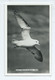 Scotland Shetland Bird Fulmar In Full Flight Fair Isle  Pn1630 Unused Rp - Shetland