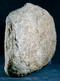 Delcampe - Fossil - Nummuliti - Lot. 836F - Fósiles