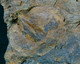 Fossil - Spirifer Brachiopodi - Lot. 846F - Fossilien