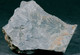 Fossil - Annularia Stellata Lagifoglia - Lot. 845F - Fossiles