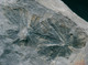 Delcampe - Fossil - Annularia Stellata Lagifoglia - Lot. 845F - Fossiles