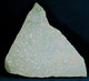 Fossil - Lastra Di Nummuliti - Lot. 836F - Fossiles