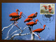 Carte Carte Maximum Oiseau Bird Ibis ONU United Nations Endangered Species Especes Menacées FDC - Flamingos