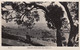 Adelaide Australia, View Of City From Green Hill Road C1920s/30s Vintage Real Photo Postcard - Adelaide