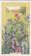 Wild Flowers 1939 - 35 Milkwort  - Gallaher Cigarette Card - Original - - Gallaher