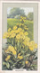 Wild Flowers 1939 - 6 Ragwort - Gallaher Cigarette Card - Original - - Gallaher