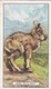 Wild Animals 1937 - 44 Baby Wild Goat - Gallaher Cigarette Card - Original - - Gallaher