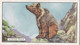 Wild Animals 1937 - 40 Syrian Bear - Gallaher Cigarette Card - Original - - Gallaher