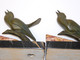 Delcampe - *BELLE PAIRE OISEAUX BRONZE ART DECO SERRE LIVRES PATINE VERTE SOCLE MARBRE   E - Art Nouveau / Art Deco