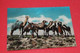 United Arab Emirates U.A.E. Camels Drivers 1963 - Emirats Arabes Unis