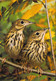 CP - OISEAUX - Deux Pipits Des Arbres Posés Sur Une Branche - Oiseaux