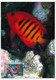 Delcampe - AUSTRALIE - 6 Cartes Maxi. Faune Marine - 3 Octobre 1995 - Townsville - Maximum Cards