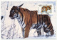 RUSSIE - 4 Cartes Maximum TIGRES DE SIBERIE - 26/11/1993 - Moscou - Cartoline Maximum