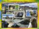 TAAF 2008  MiNr. 660 - 663(Block 19) Fr. Antarktis Marine Mammals Southern Elephant Seal S/sh MNH**  5.00 € - Fauna Antartica