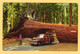 Old Car Drives Through Tunnel Tree - Sequoia Nationa Park, California, USA - Posted 1968 - USA National Parks