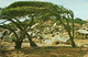 Aruba, N.A., ORANJESTAD, Divi-Divi Wind Tree, Postcard - Aruba