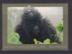 RWANDA - Baby Mountain Gorilla Used Postcard To The UK As Scans - Rwanda