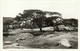 Aruba, N.W.I., Divi-Divi Wind Tree (1939) RPPC Postcard - Aruba