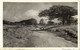 Aruba, N.W.I., Country Road With Animals, Wind Tree (1930s) RPPC Postcard - Aruba