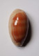 Cypraea Carneola - Forme Longue - Seashells & Snail-shells