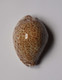 Cypraea Turdus - Coquillages