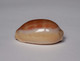 Cypraea Carneola - Seashells & Snail-shells