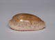 Cypraea Chinensis - Coquillages