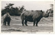 Rhinoceros, Ostafrika, Foto-AK, Gelaufen 1963 - Flusspferde