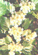 Green Pharmacy, Gratageus Sanguinea Pall., 1981 - Plantes Médicinales