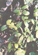 Green Pharmacy, Vaccinium Vitis-idaea L., 1981 - Heilpflanzen