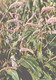 Green Pharmacy, Polygonum Bistorta L., 1981 - Medicinal Plants