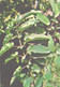 Green Pharmacy, Sanguisorba Officinalis L., 1981 - Plantas Medicinales