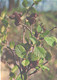 Green Pharmacy, Alnus Incana, 1981 - Medicinal Plants