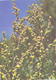 Green Pharmacy, Artemisia Absinthium L., 1981 - Plantes Médicinales