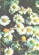 Green Pharmacy, Matricaria Recutita L., 1981 - Heilpflanzen
