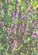 Green Pharmacy, Thymus Serpyllum L.S., 1981 - Heilpflanzen