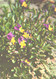 Green Pharmacy, Viola Tricolor L., 1981 - Plantes Médicinales