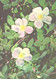 Green Pharmacy, Rosa Majalis Herrm., 1981 - Medicinal Plants