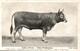 Espèces Bovines Race Parthenaise - Cows