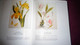 Delcampe - BOTANICAL ORCHIDS And How To Grow Them Botanique Plantes Fleur Orchidées Flowers Index Classification Societies Orchidea - Sonstige & Ohne Zuordnung
