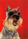 CHIEN // DOG // HUND  """Schnauzer""" GF 1977 Timbre Belge ♥♥♥ - Cani