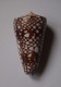 Conus Gisellelieae - Coquillages