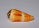 Conus Magus Circae - Schelpen