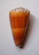 Conus Planorbis - Coquillages