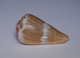 Conus Namocanus - Coquillages