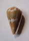 Conus Namocanus - Coquillages